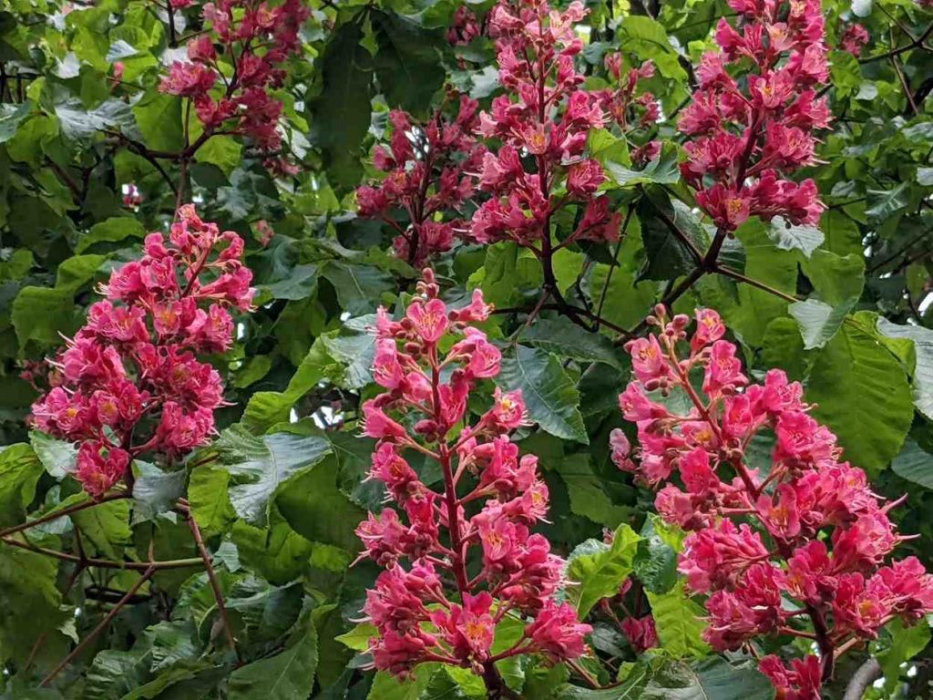 Blüten der tiefroten Rosskastanie aesculus carnea 'Briotii'