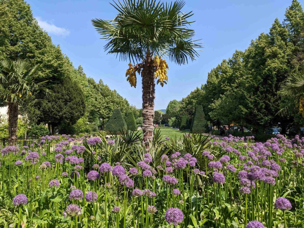 Blühende Chinesische Hanfpalme am Werderplatz in Heidelberg