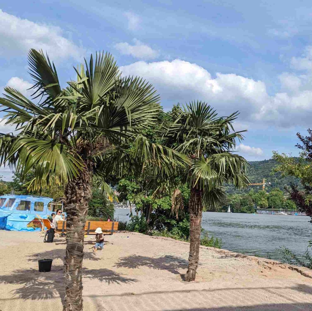 Neckarort Heidelberg an der Ernst-Walz-BrückeNeckarstrand, Urlaubsfeeling, Chinesische Hanfpalmen