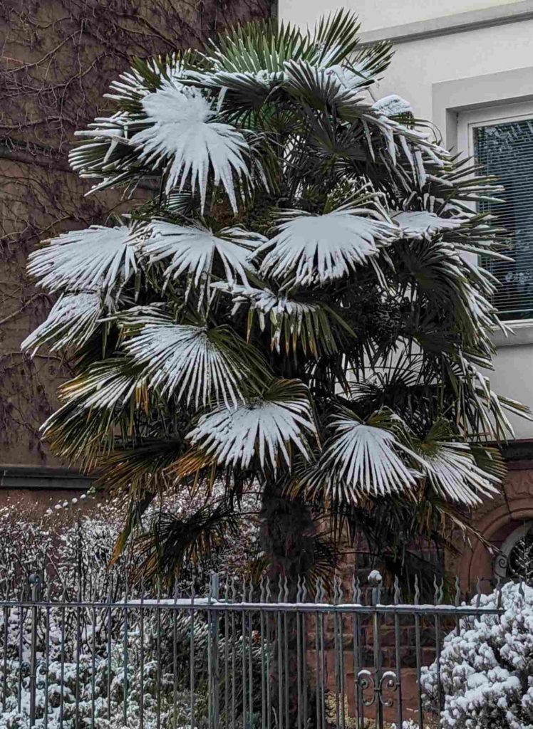 Chinesische Hanfpalme, schneebedeckt, in der Uferstraße in Heidelberg