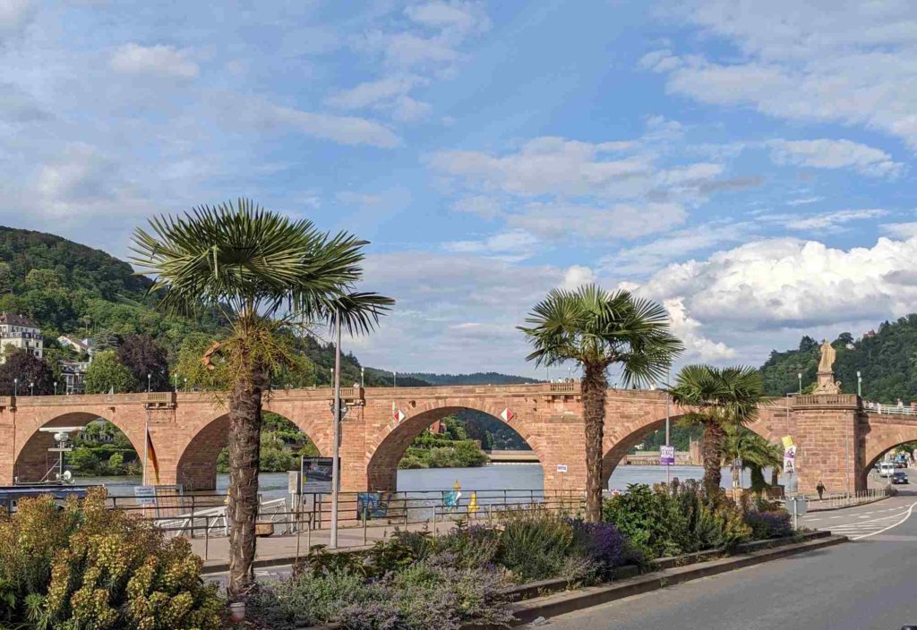 Chinesische Hanfpalmen an der Alten Brücke Heidelberg Der Dateiname ist hanfpalmen-alte-bruecke-zk-1024x704.jpg