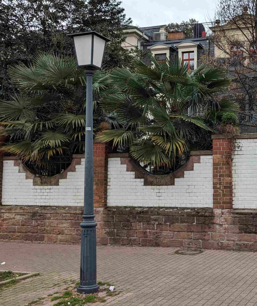 Hanfpalmen in einem Garten in der Weststadt in Heidelberg