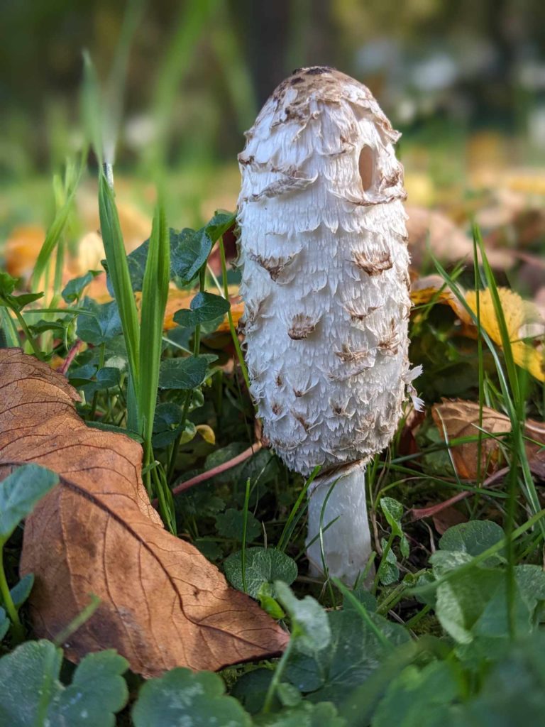 junger Schopf-Tintling mit geschlossenem Hut