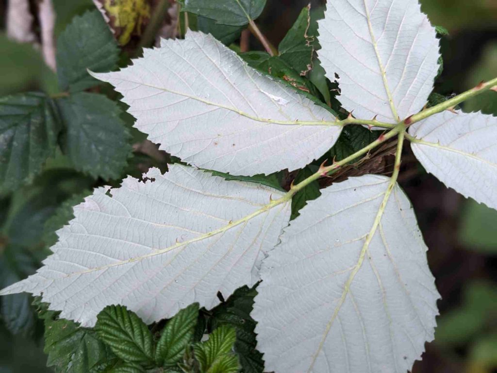 Armenische Brombeere Blattunterseite