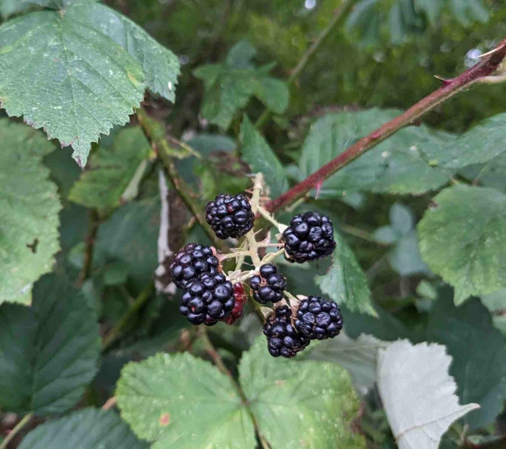 Armenische Brombeere mit Früchten