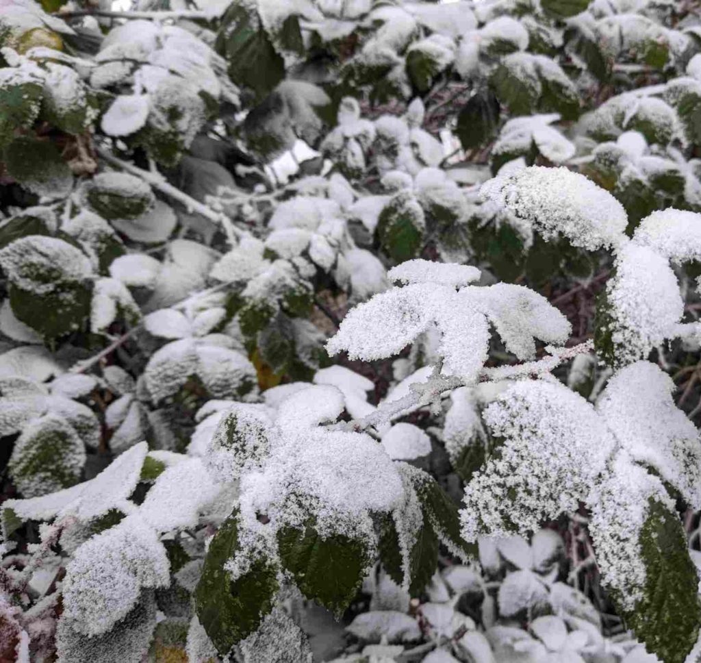 Armenische Brombeere wintergrün