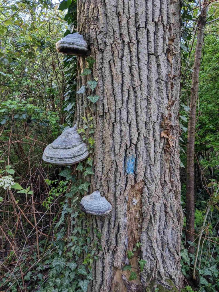 Habitatbaum mit Zunderschwämmen