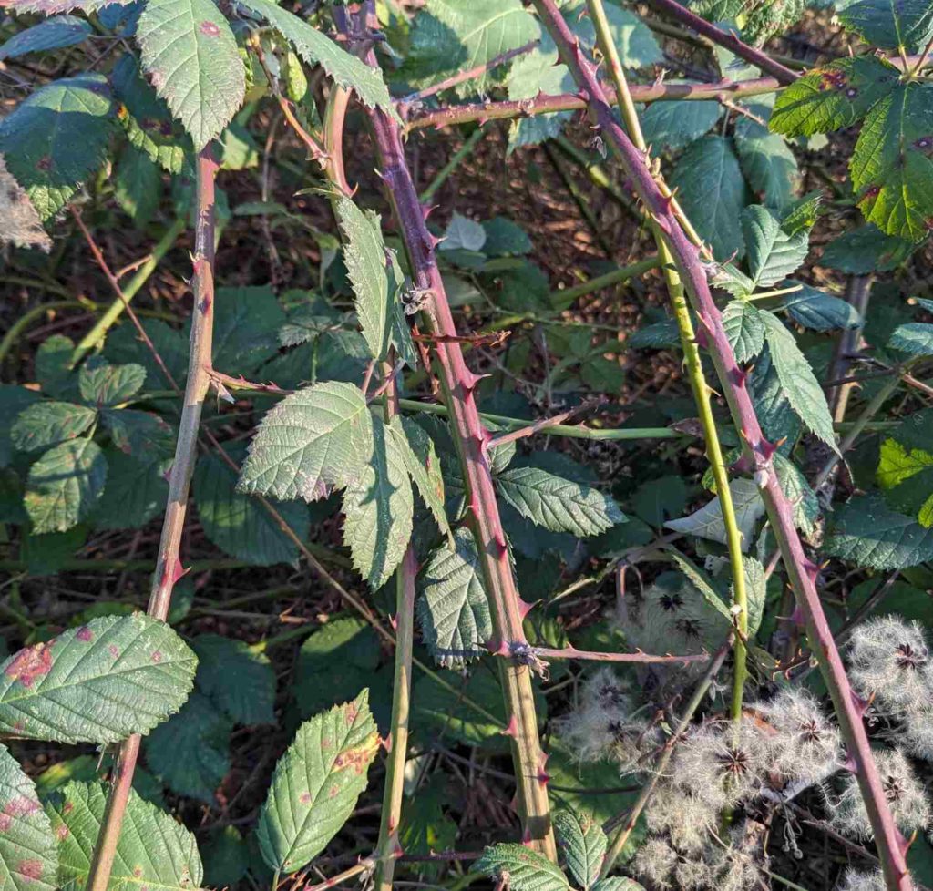 Armenische Brombeere Sprosse in grün und rot