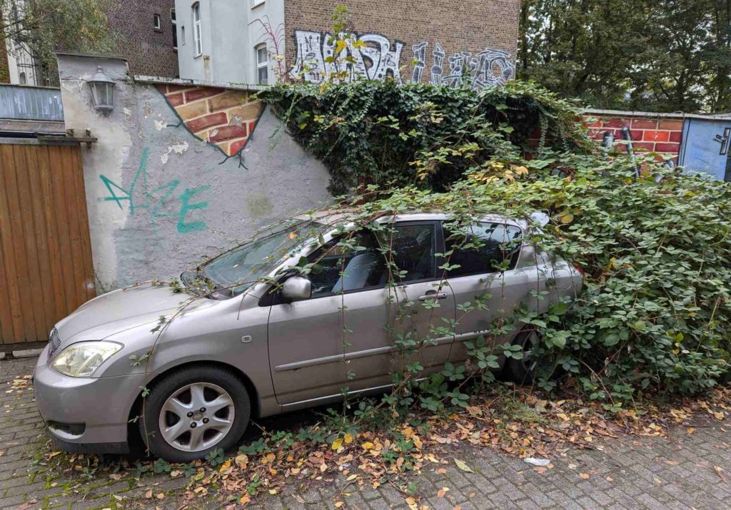 Armenische Brombeere invasiv; Armenische Brombeere überwuchert ein Auto