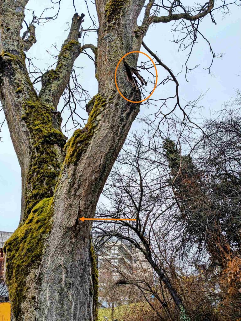 Absterbender Baum mit Rindenrissen aufgrund von Fäulnis