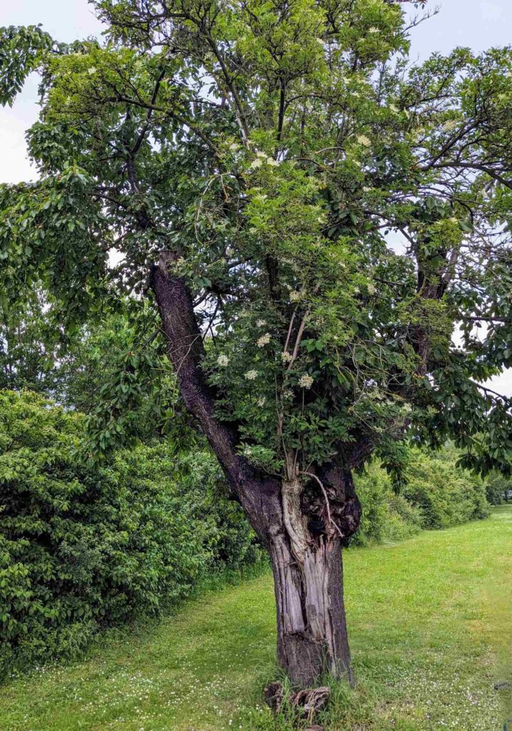 Holunder-Kirsch; Holunder wächst in altem Kirschbaum