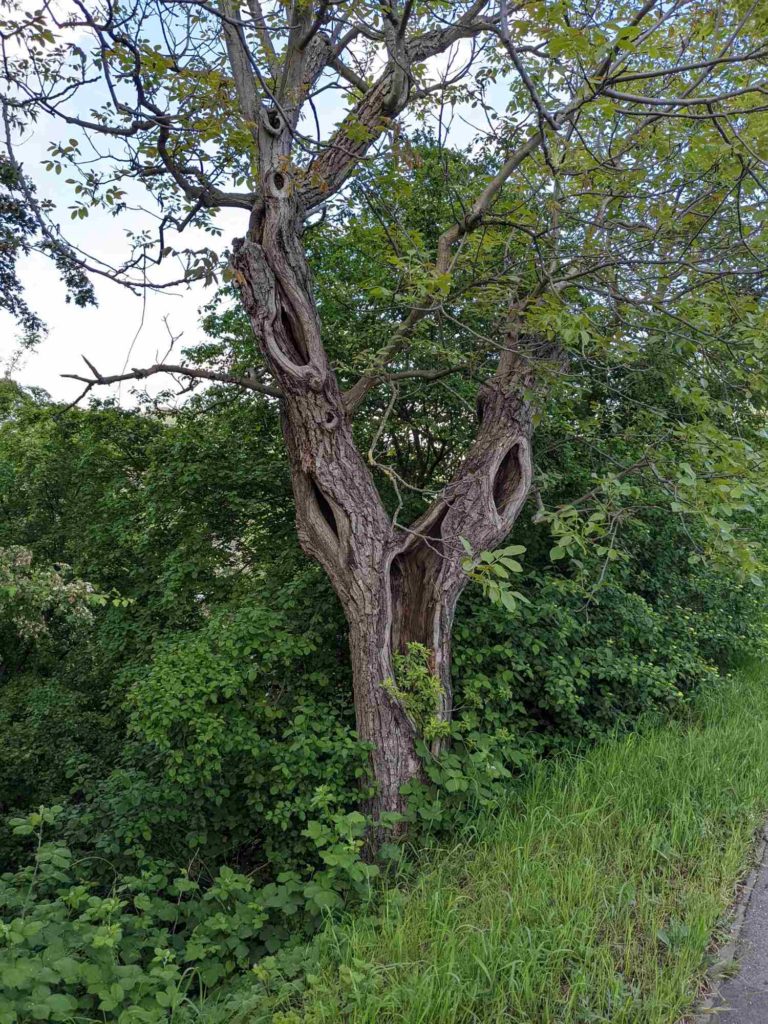 Alter Nussbaum mit Höhlen; Habitatbaum