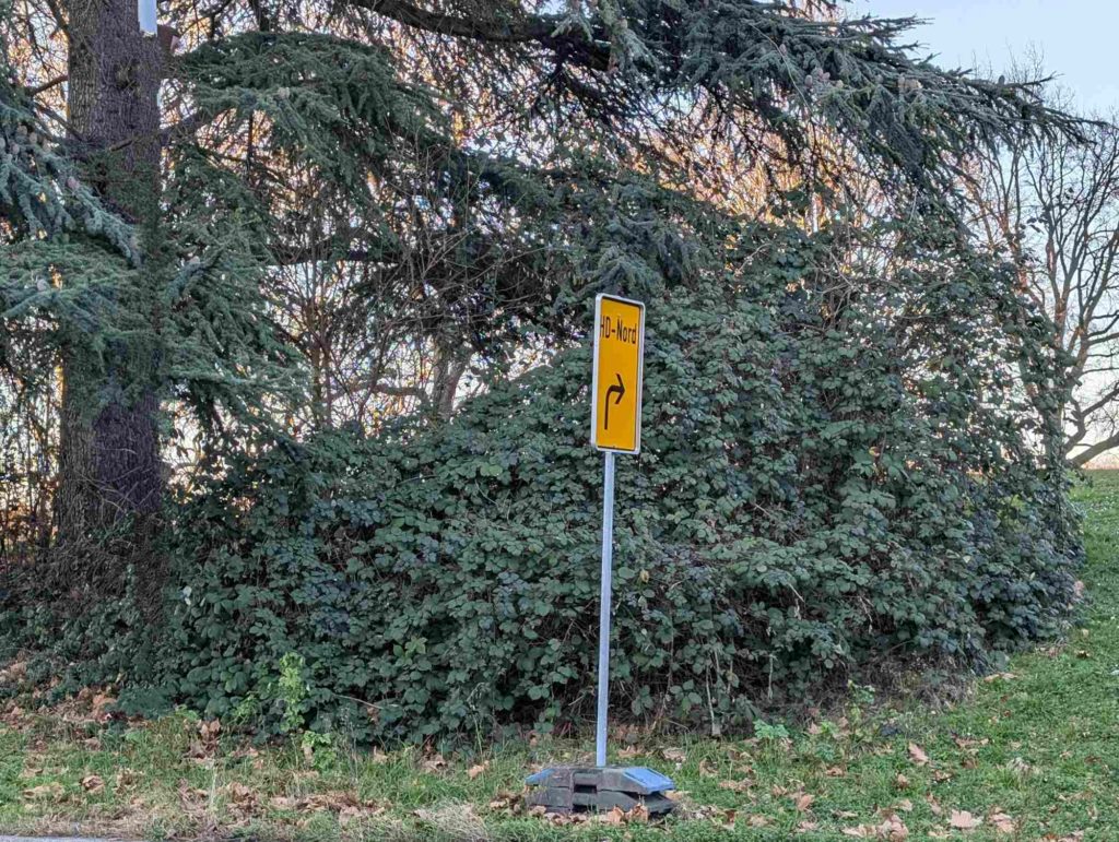 Armenische Brombeere beginnt, Baum zu überwuchern